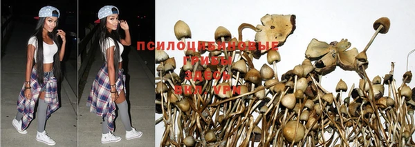 apvp Алексин